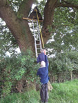 Checking on the Barn Owls