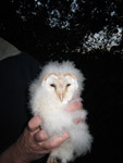 Barn Owl Chick