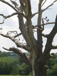 Owl Box