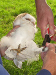 Ringing the owls