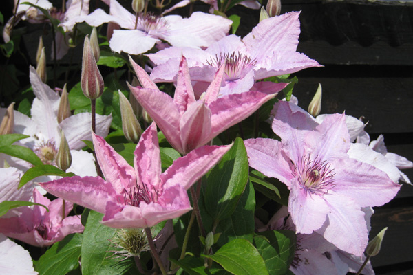 Clematis