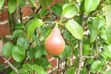 pear