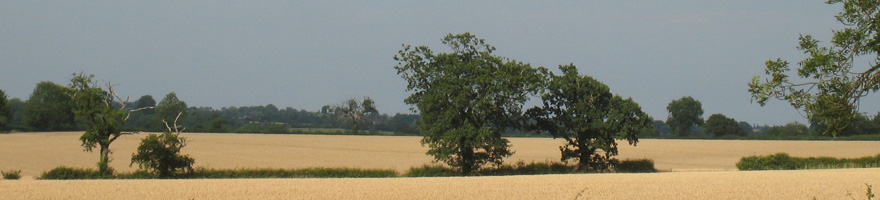 wheat fields